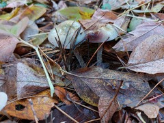 Stropharia aeruginosa