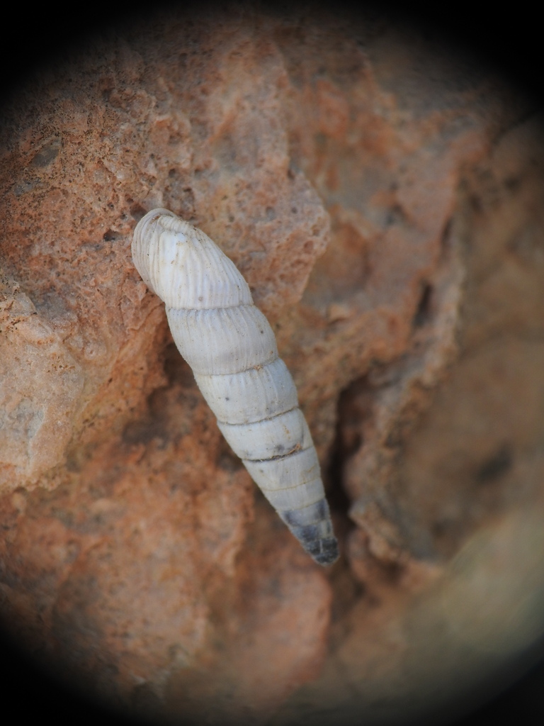 Morelet's White-Door-Snail