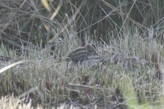 Lymnocryptes minimus