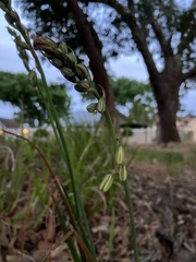 Albuca canadensis