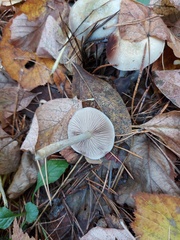 Stropharia aeruginosa