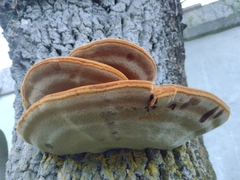 Inonotus hispidus