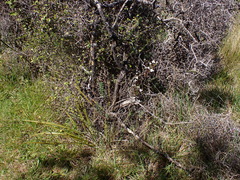 Libertia peregrinans