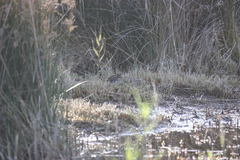 Lymnocryptes minimus