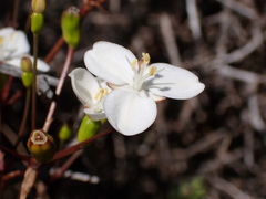 Libertia peregrinans