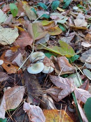 Stropharia aeruginosa