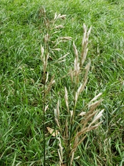 Bromus inermis