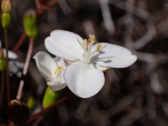 Libertia peregrinans