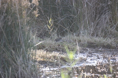 Lymnocryptes minimus