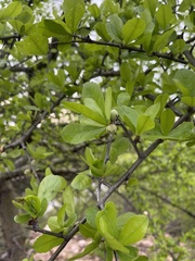 Commiphora glandulosa