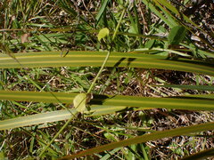 Libertia peregrinans
