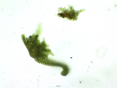 Crossidium crassinervium