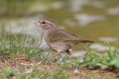 Arremonops rufivirgatus