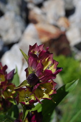 Gentiana purpurea