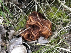 Gyromitra