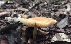 Heimiomyces tenuipes