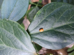 Cycloneda sanguinea