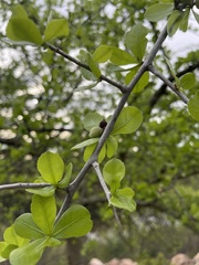 Commiphora glandulosa