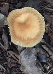 Heimiomyces tenuipes