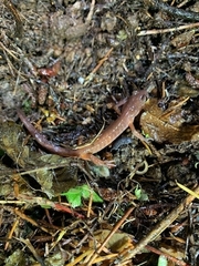Ensatina eschscholtzii