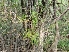 Asparagus cooperi