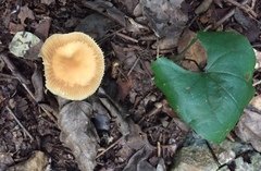 Heimiomyces tenuipes