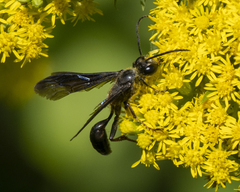 Isodontia auripes