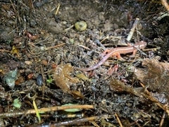 Ensatina eschscholtzii