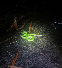 Trimeresurus albolabris