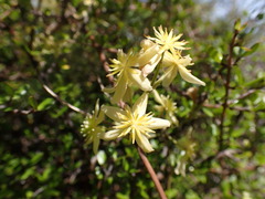 Clematis foetida