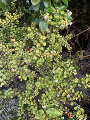 Gaultheria antipoda