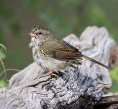 Arremonops rufivirgatus