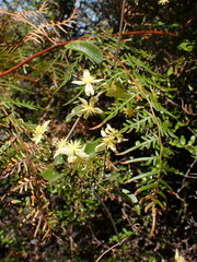 Clematis foetida