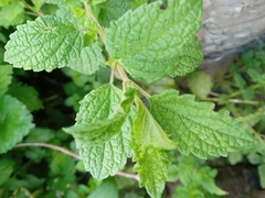 Mentha suaveolens