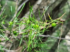 Asparagus cooperi