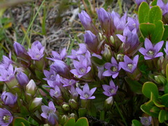 Gentianella ramosa