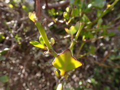 Ileostylus micranthus