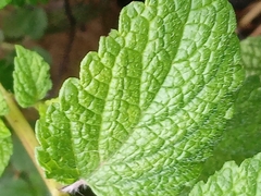 Mentha suaveolens