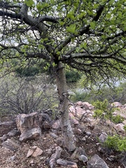 Commiphora glandulosa
