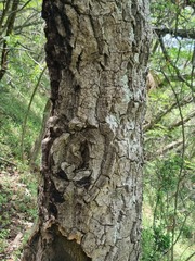 Cussonia paniculata sinuata