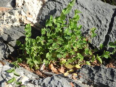 Aristolochia parvifolia