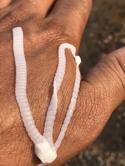 Cestoda