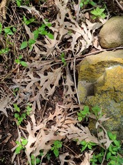 Cussonia paniculata sinuata