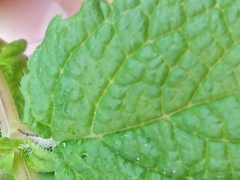 Mentha suaveolens
