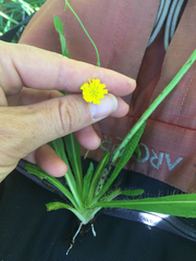 Pilosella caespitosa