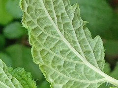 Mentha suaveolens