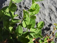 Aristolochia parvifolia