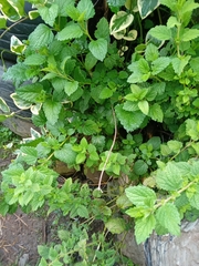 Mentha suaveolens