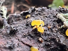Dacrymycetaceae