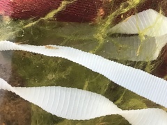 Cestoda